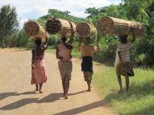 Women carrying cutted cyperus.