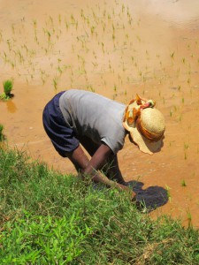 Woman working in the rice fields.